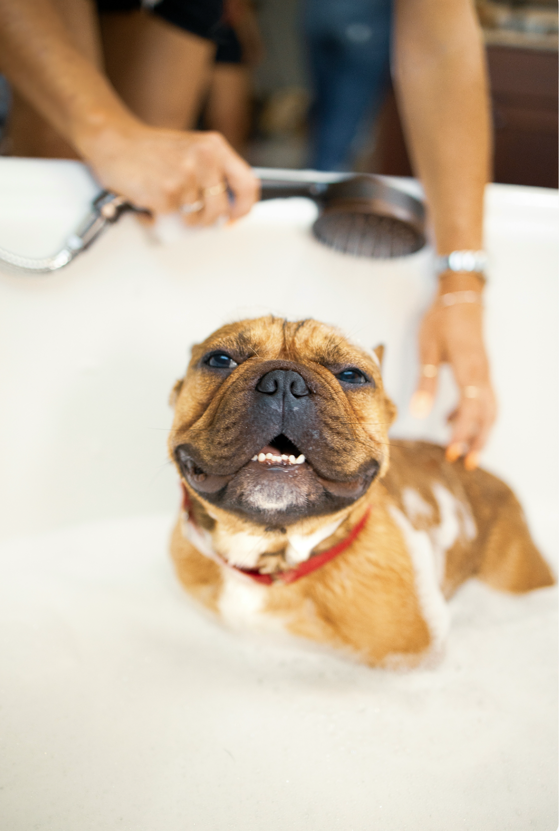 Practical Sand + Paws Pet Shampoo & Conditioner - Banana Cream